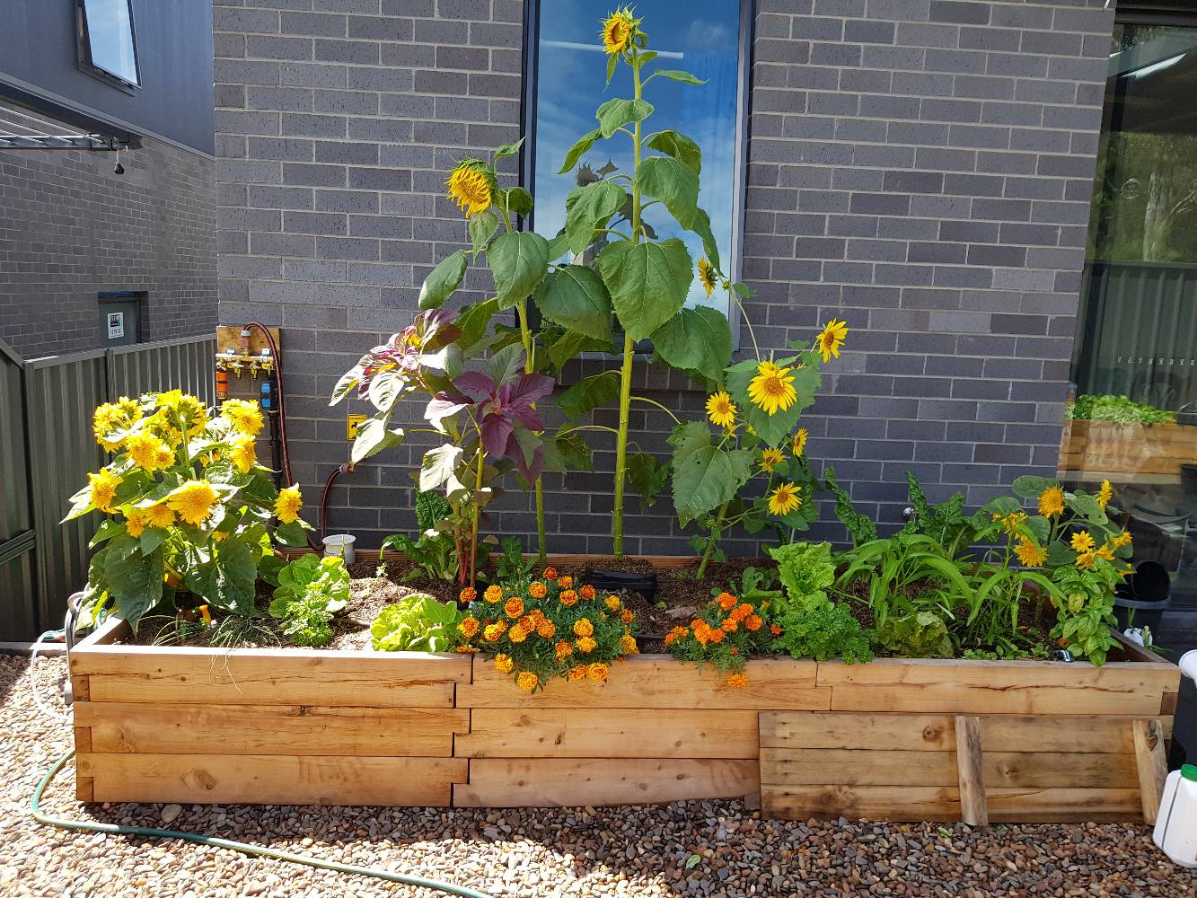 One of our garden beds
