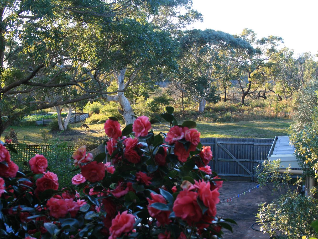 view from main bedroom to bushland