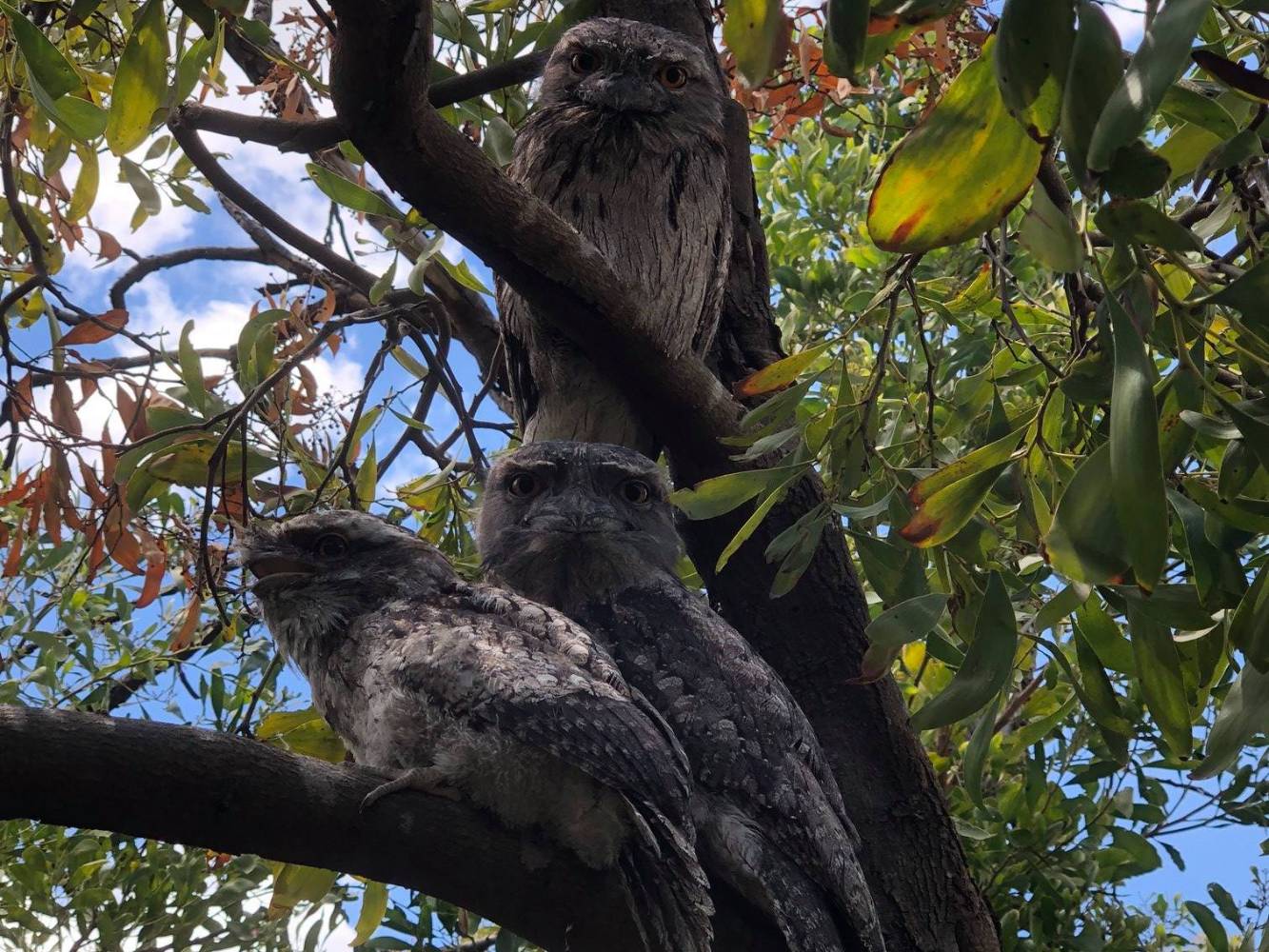 Our resident Tawny Frogmouths
