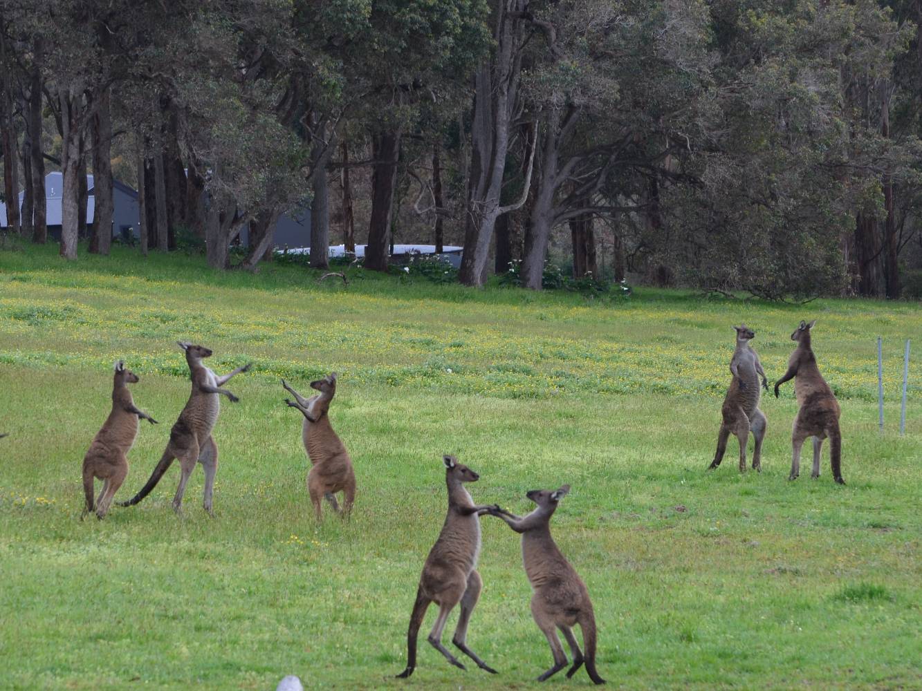 Lots of kangaroo action to be seen from the deck