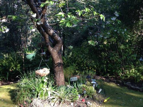 The side garden is a haven for wild parrots and lorikeets. 