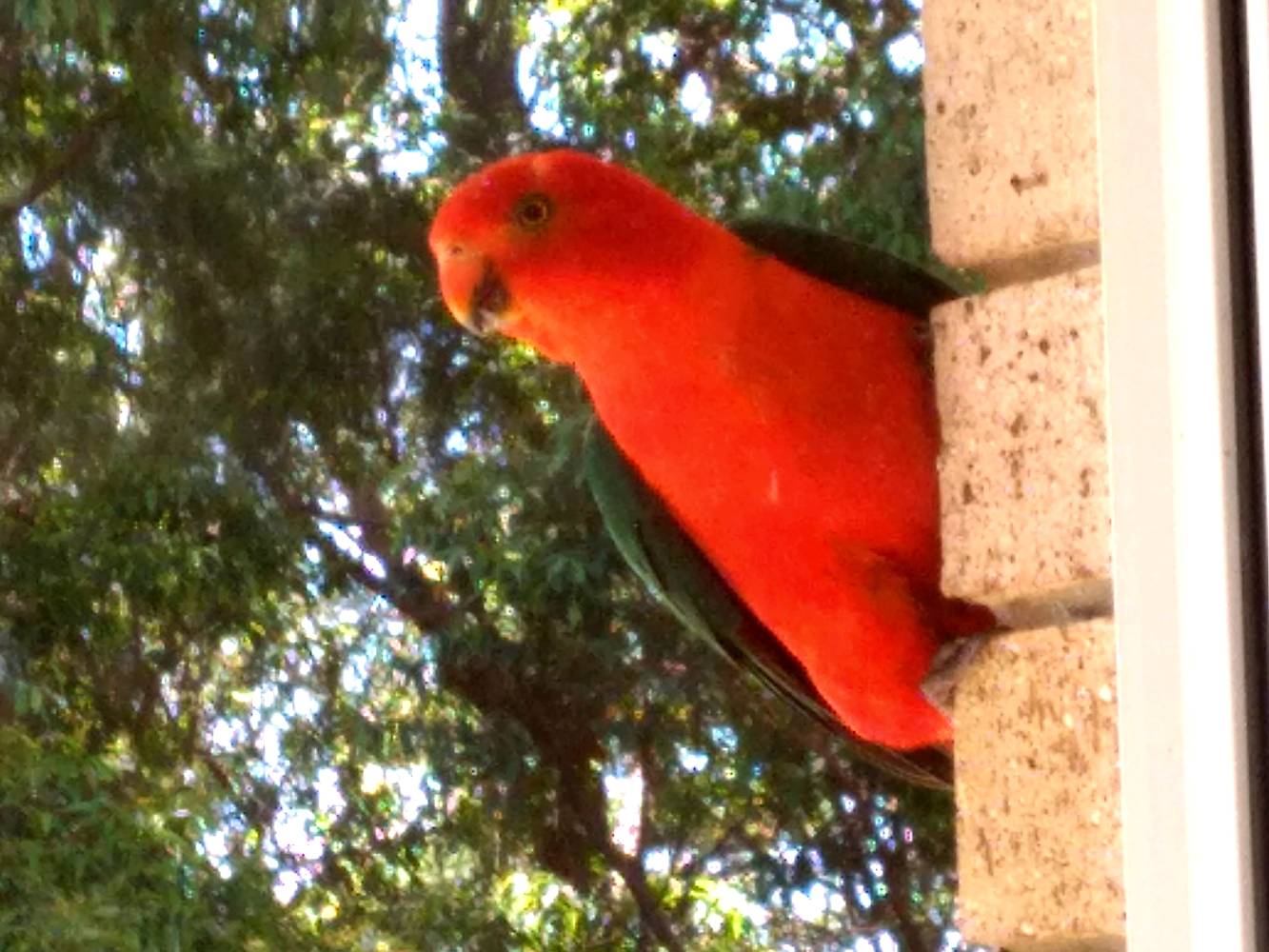 Friendly Local King Parrot.