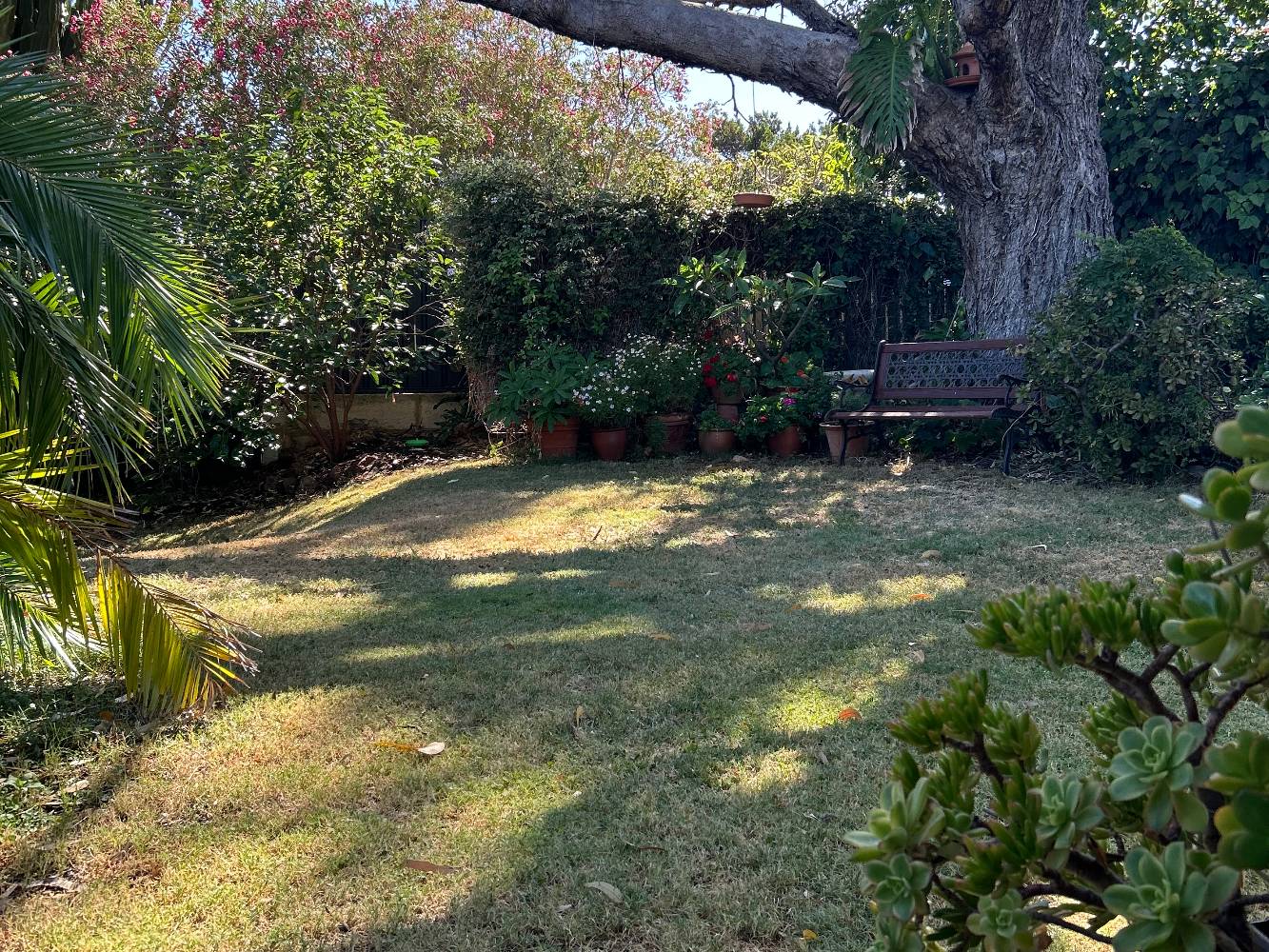 Very private backyard with big Tuart tree