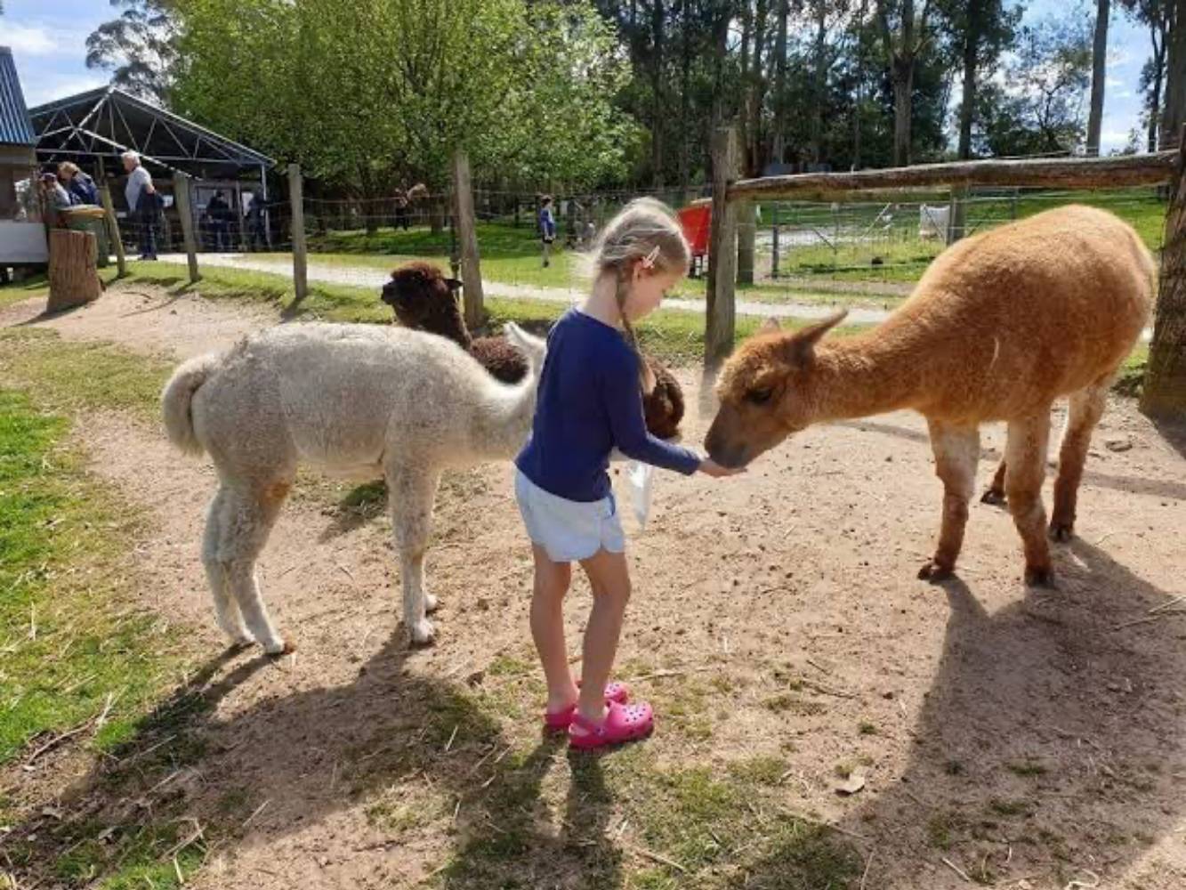 Denmark Animal Farm and Alpaca Stud