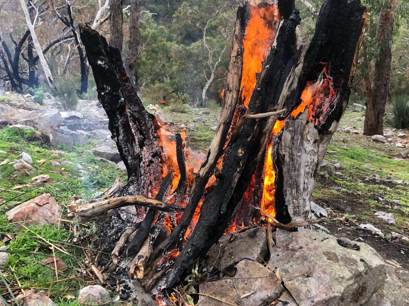 January 2021 bushfire devastated about 5 acres at the rear of the property but bushland restoration well under way