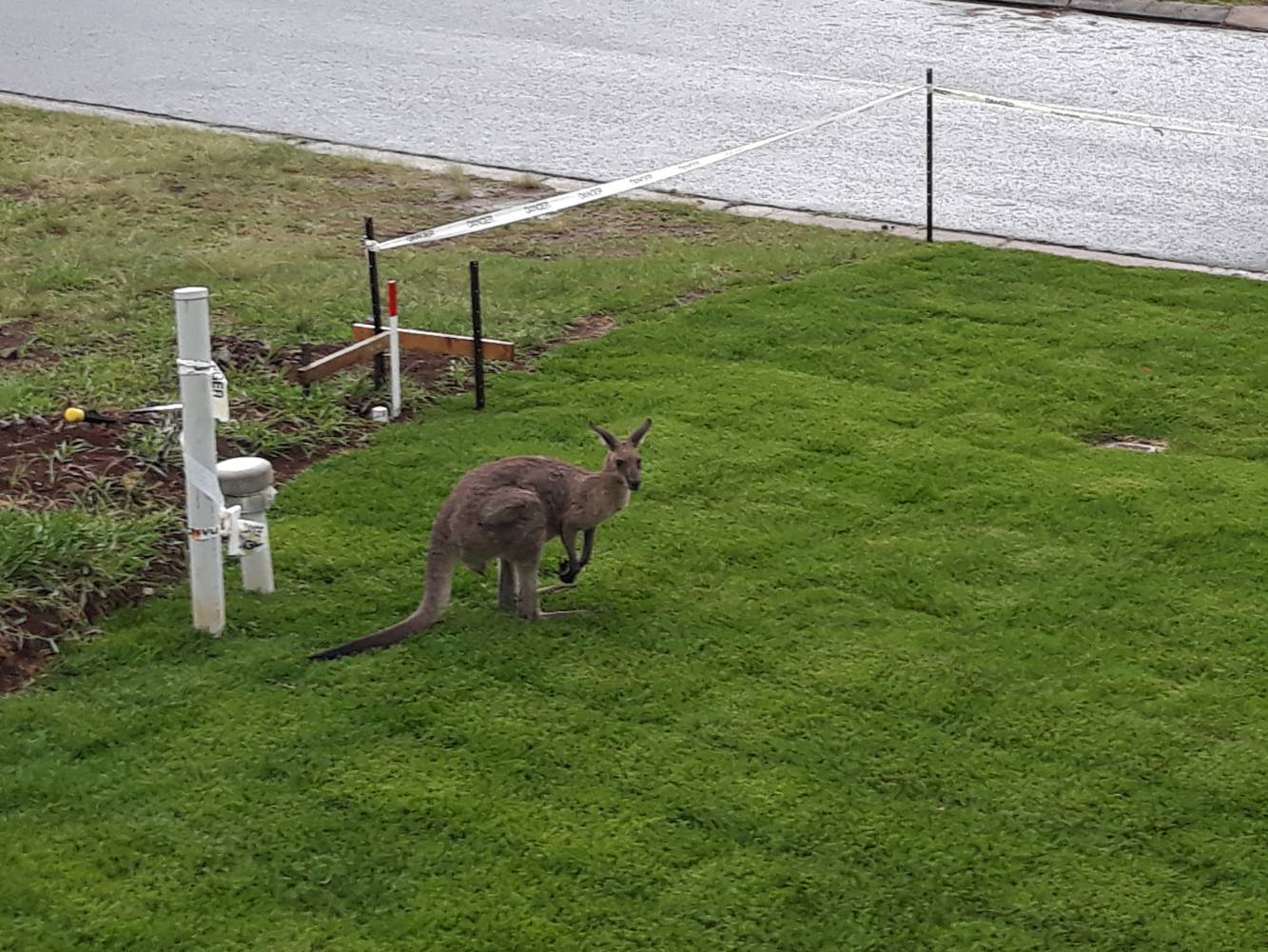 Sometimes we will get a visit from a kangaroo!