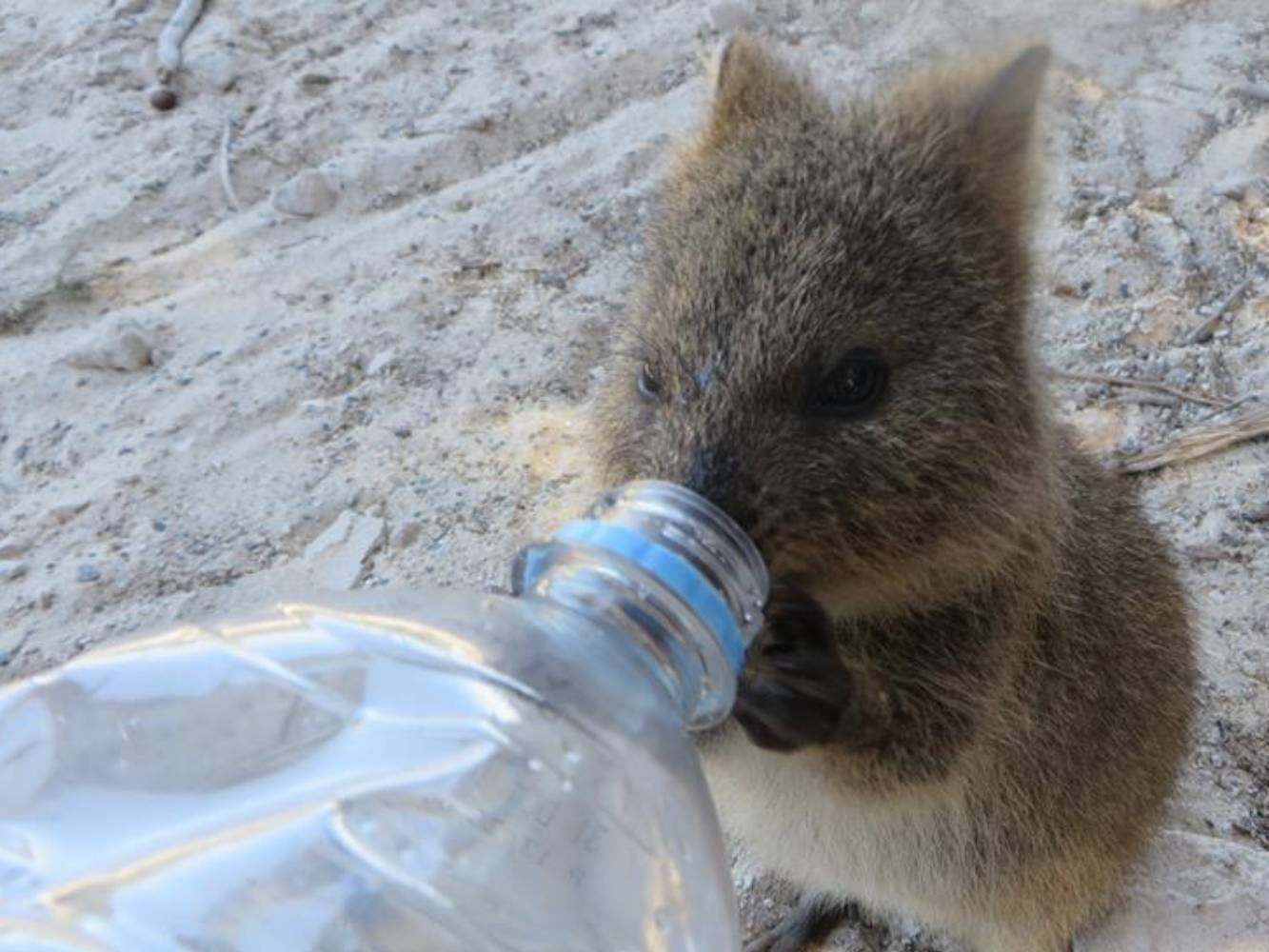 Baby Quoka drinking water on Rottnest Island
