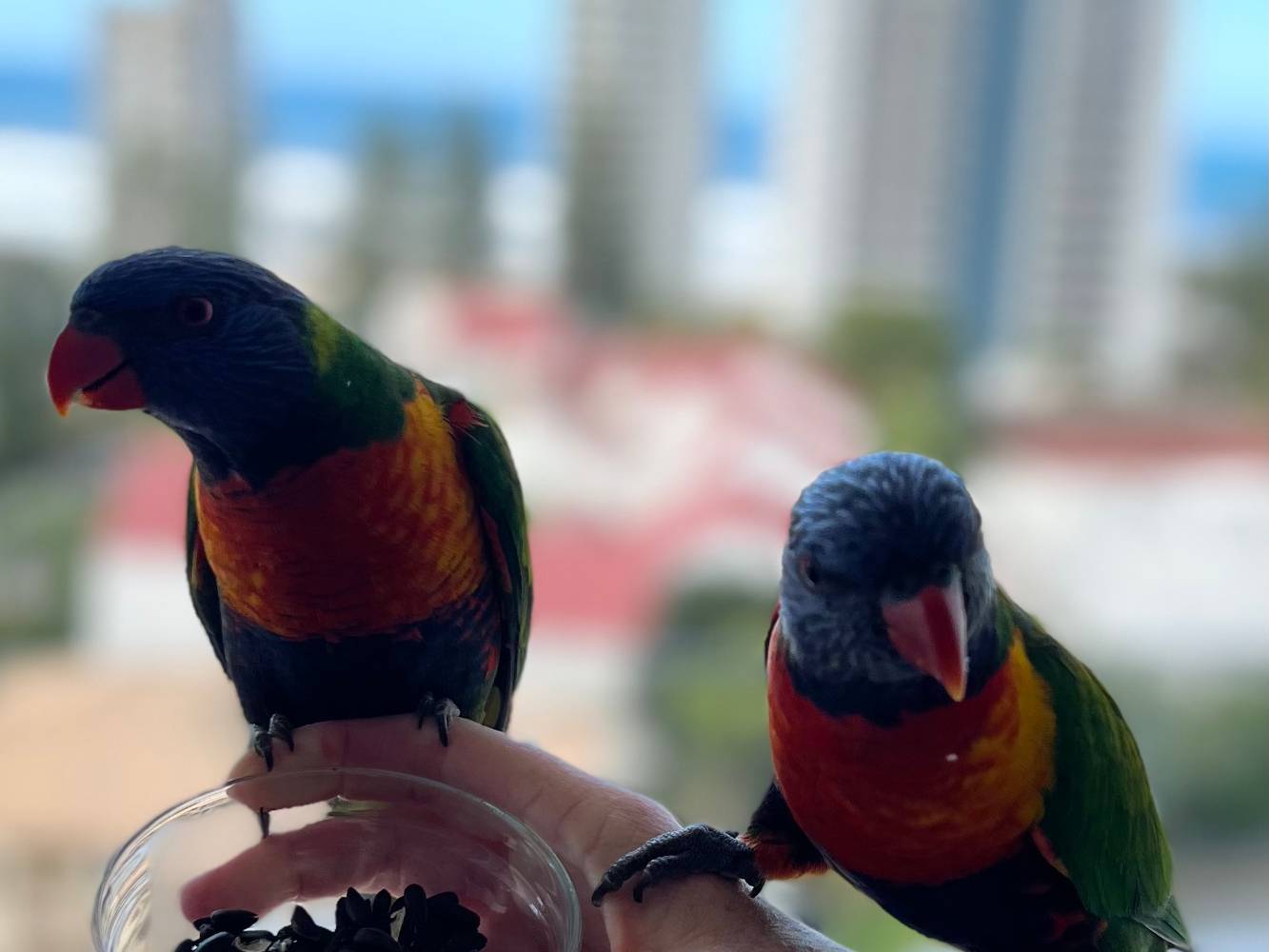 Birds on Balcony