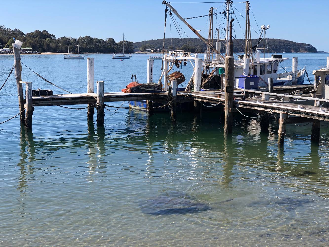 Rays feed at harbour jetty