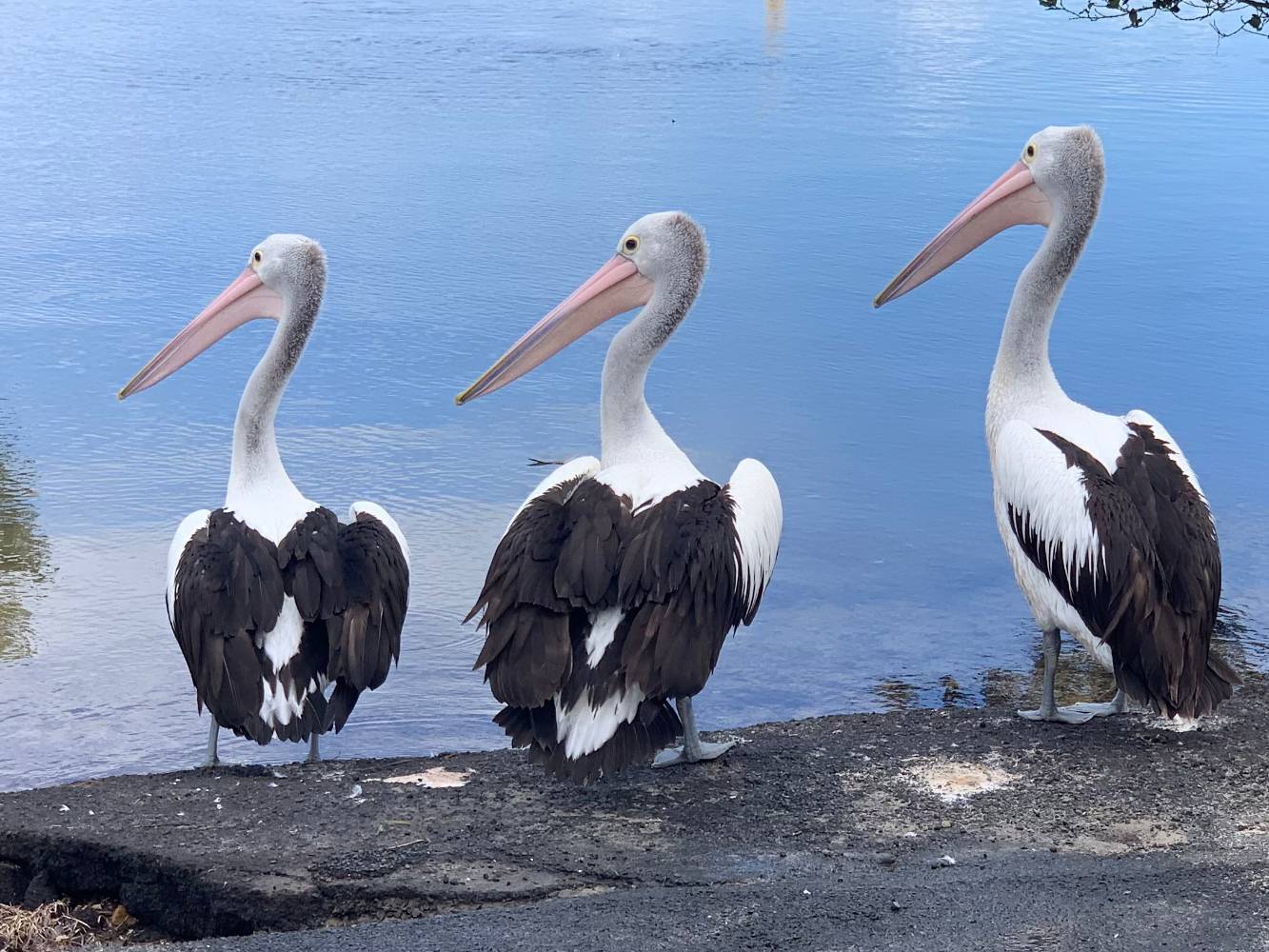 Pelicans fishing at waterfront