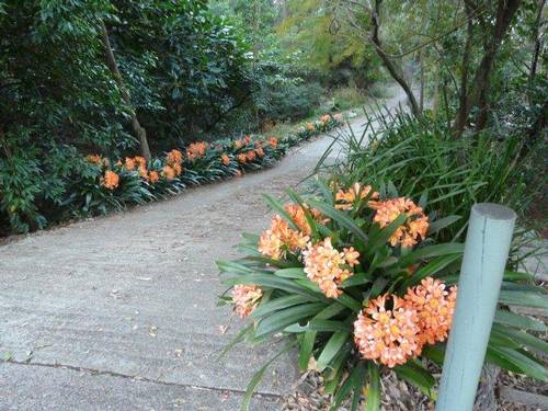 Driveway framed by Clivias in bloom