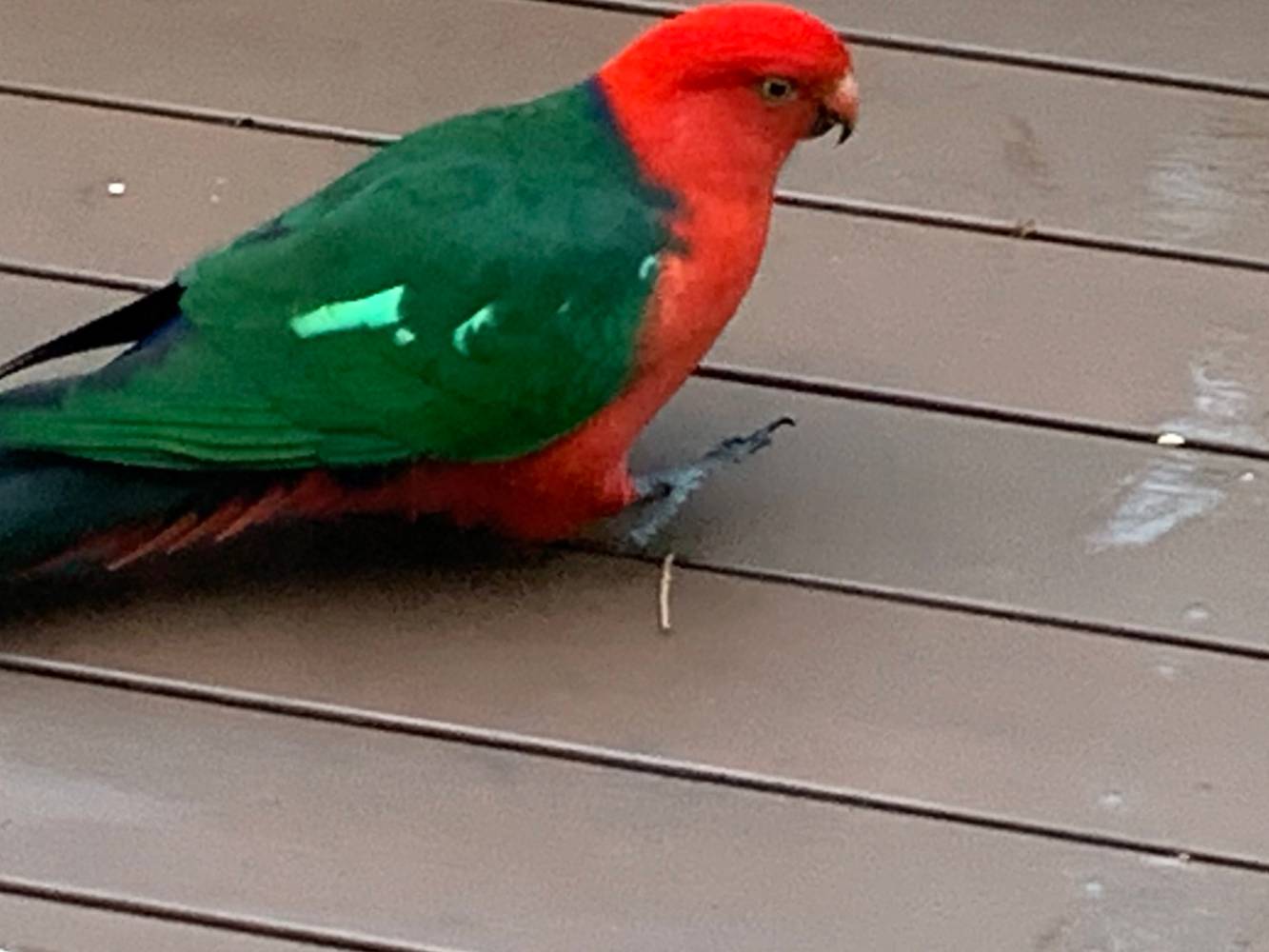Coloured birds are delightful visitors.