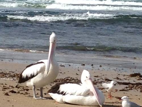 Pelicans on Lennox Beach - Almost Any Day