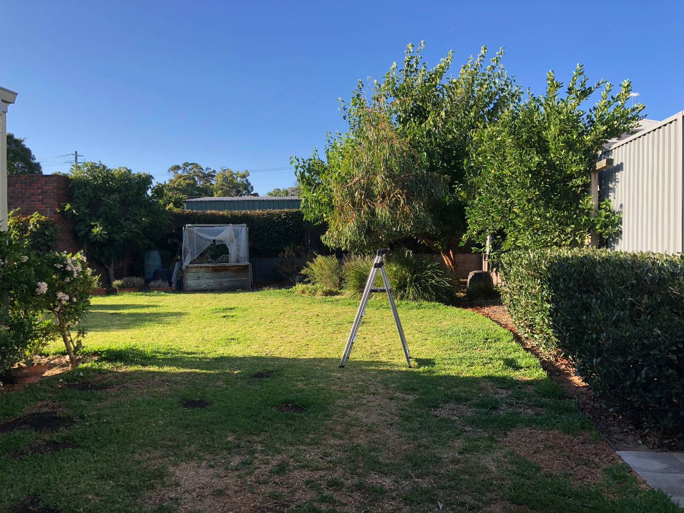back yard