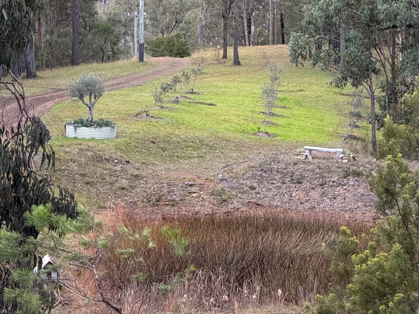 Olive Grove & Dam
