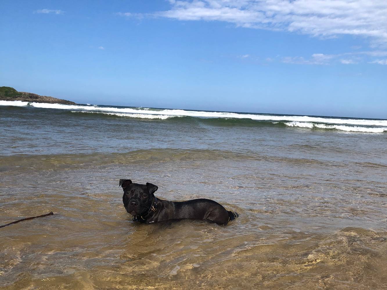 Coffs Harbour dog beach