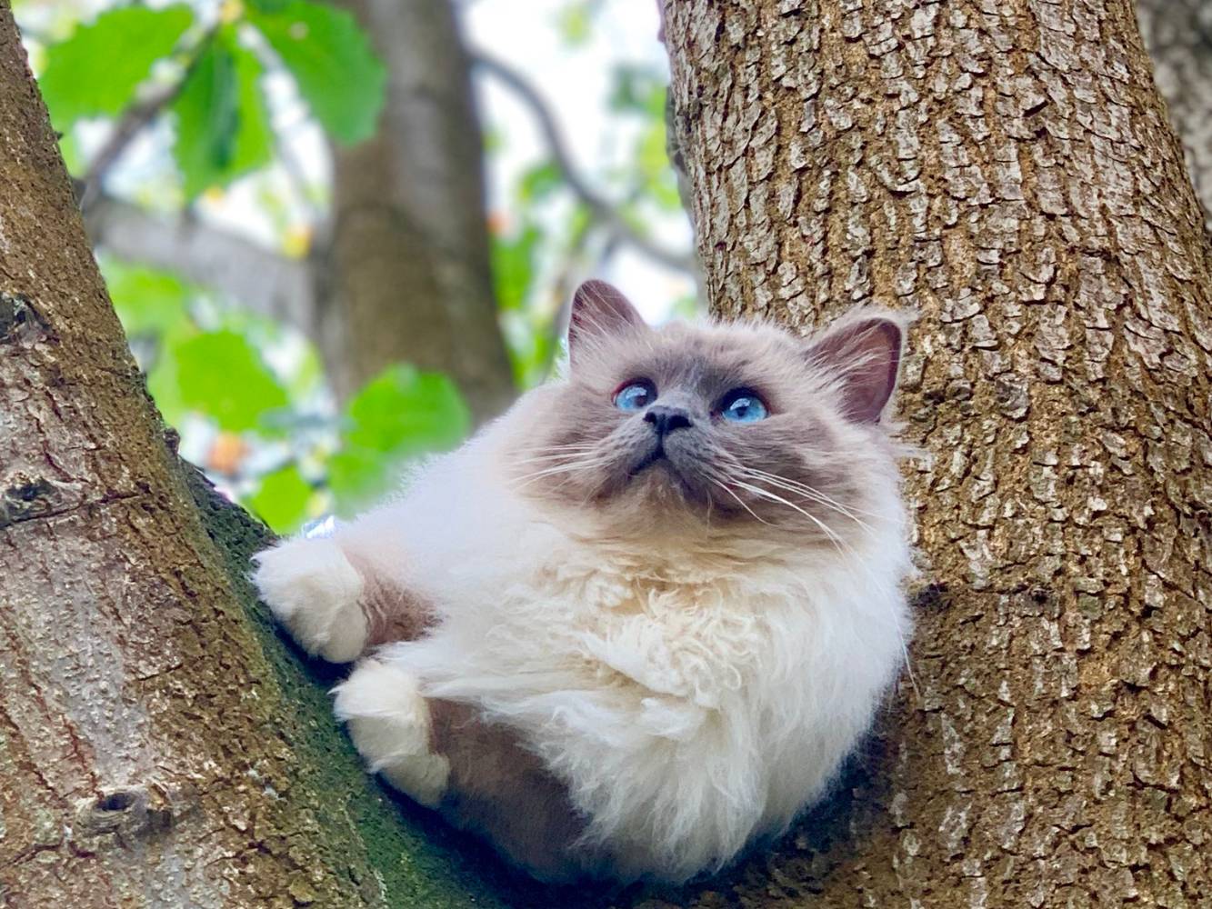 Louie!