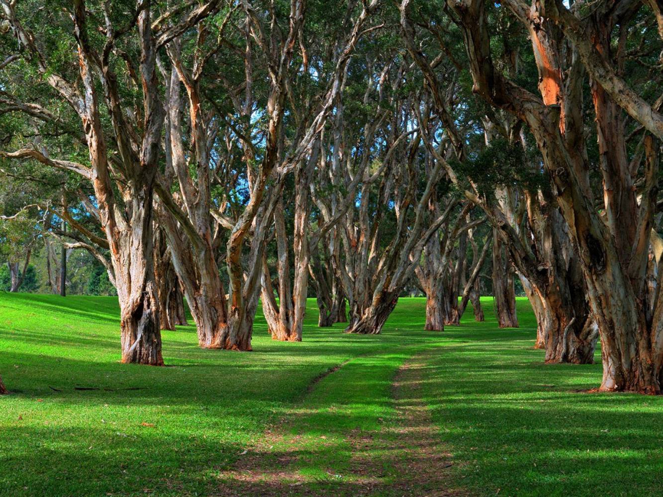Centennial park forests and ponds