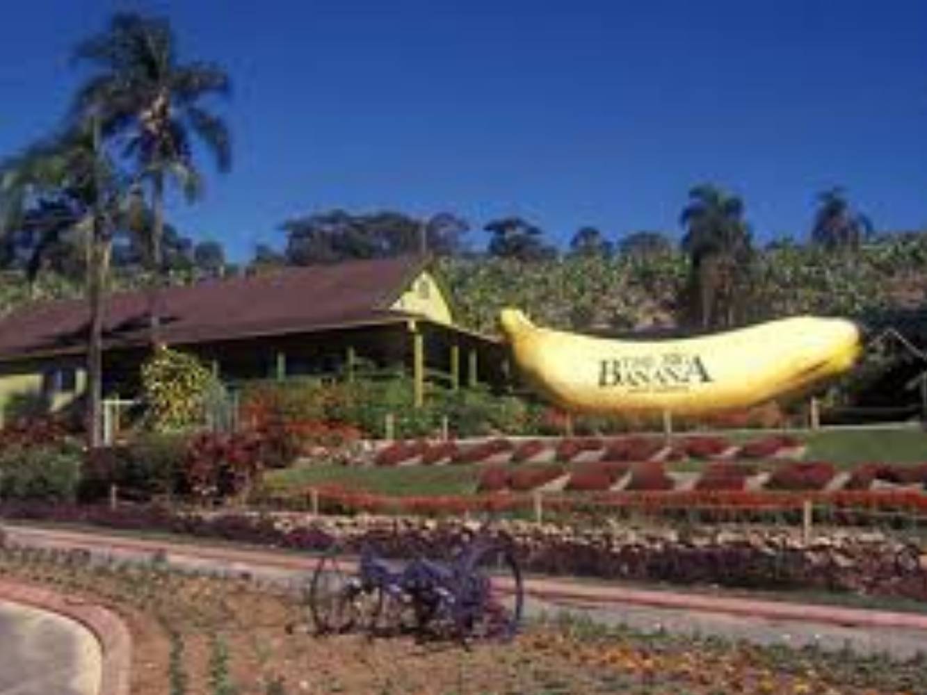 Famous Big Banana