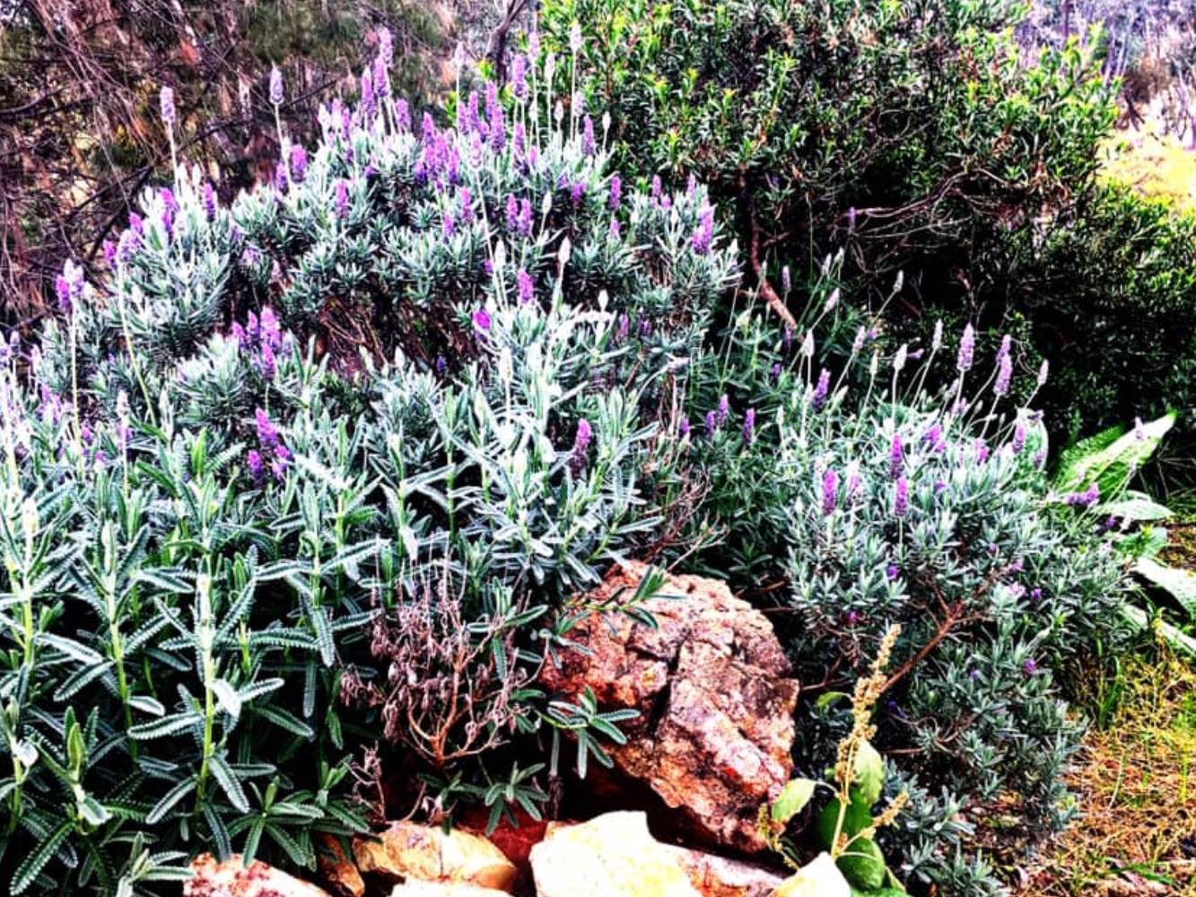 Lavender everywhere
