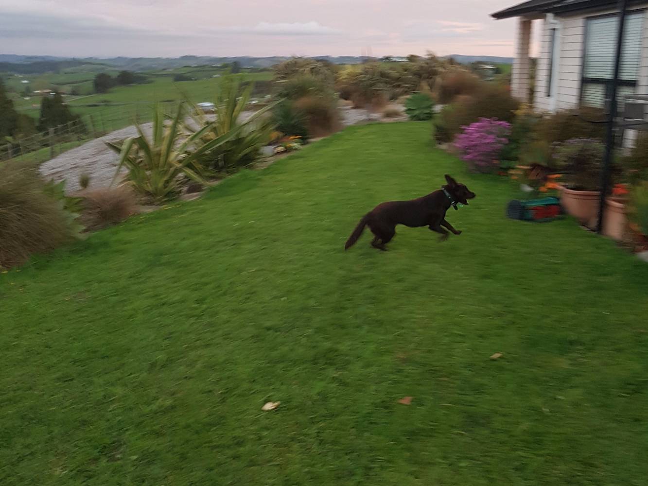 Our Kelpie running here on the property