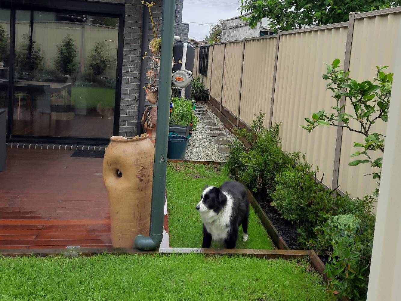 Rear Garden with Jack