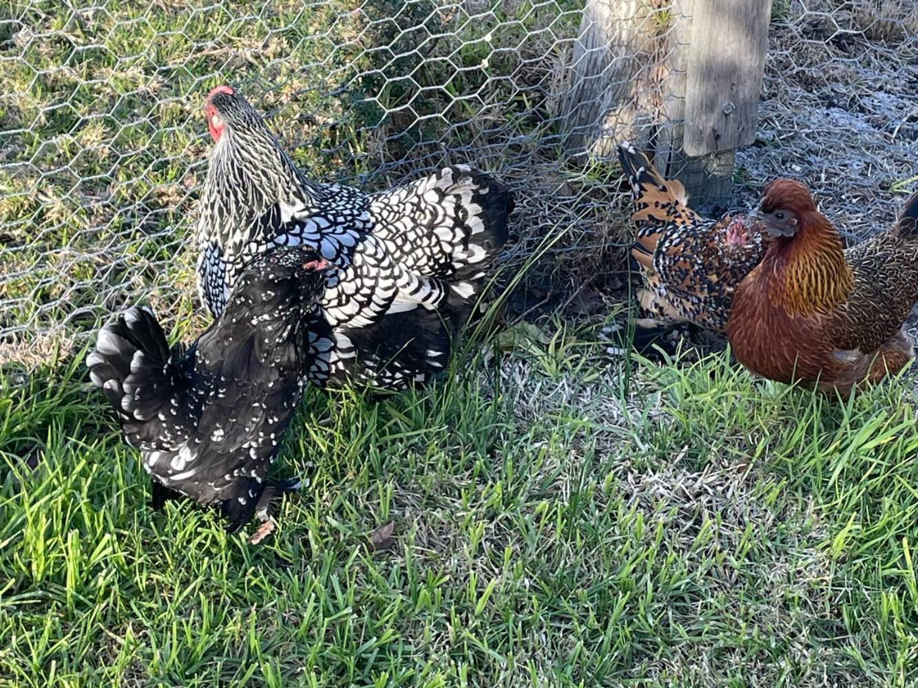 Friendly Chooks