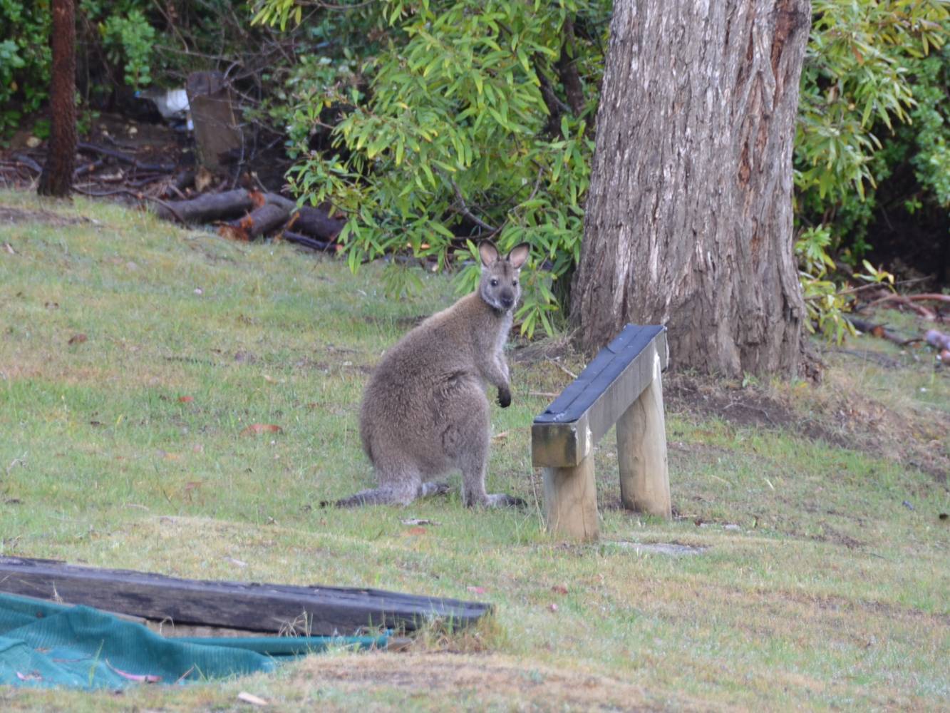 Regular Visitor
