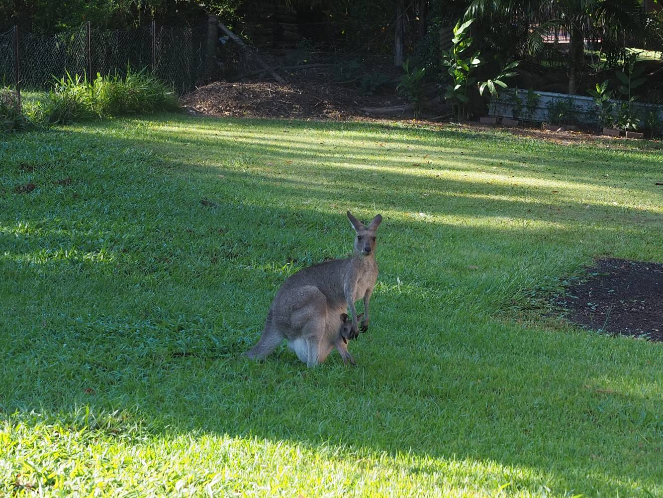Backyard
