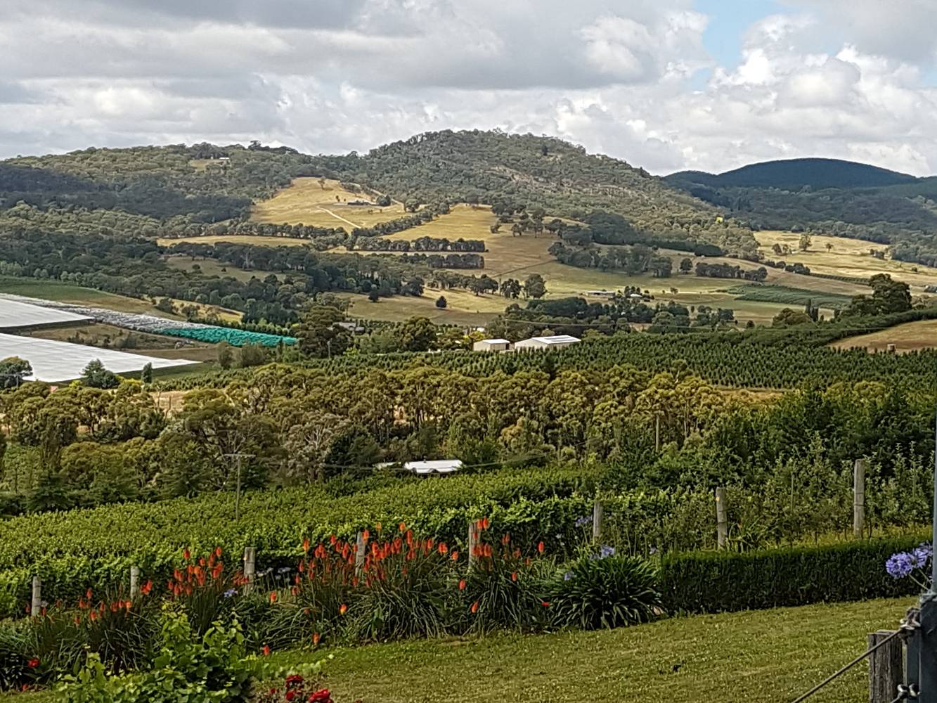 Local wineries