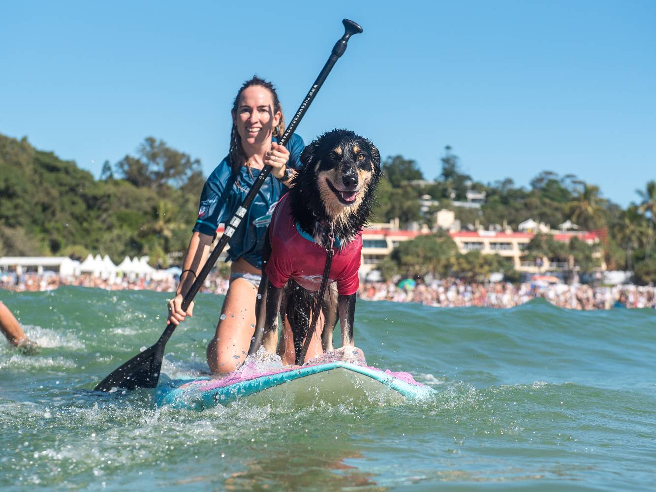 Noosa Surf Dog Championships